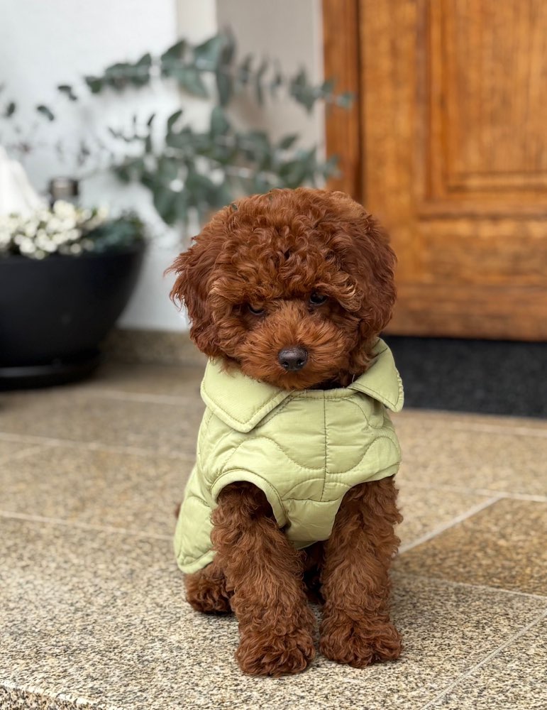 Hundetreffen-Suchen Toy- und Zwergpudel Freunde zum Spielen-Profilbild