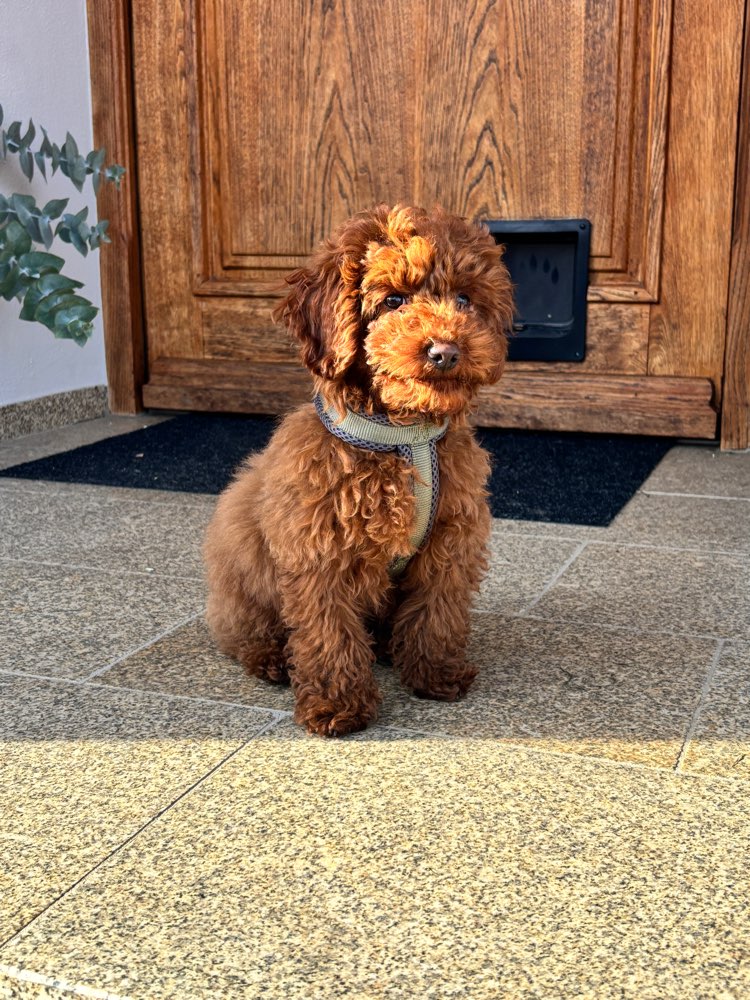 Hundetreffen-Welpentreffen-Profilbild