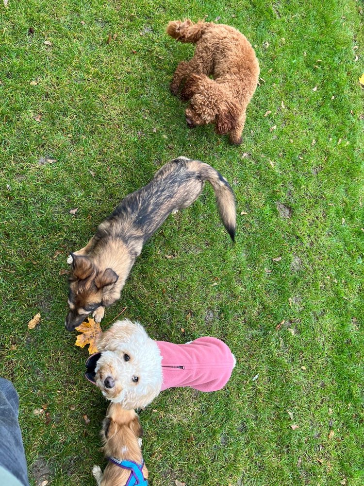 Hundetreffen-Spieltreffen für kleine Hunde bis 7kg-Profilbild