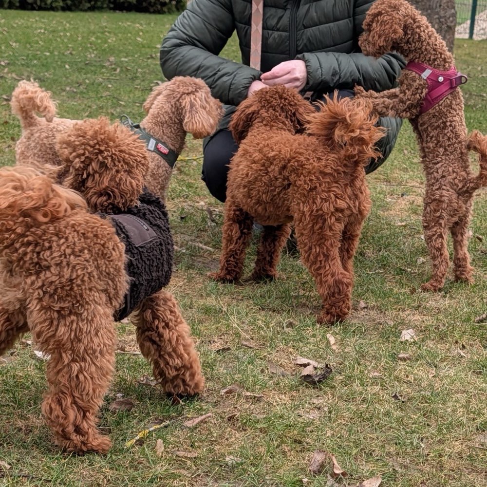 Hundetreffen-Spielgruppe für Toy- und Zwergpudel 🐩-Profilbild