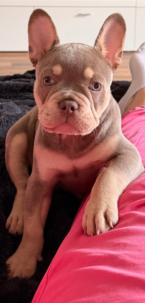 Hundetreffen-Louie sucht neue Freunde 😊-Profilbild