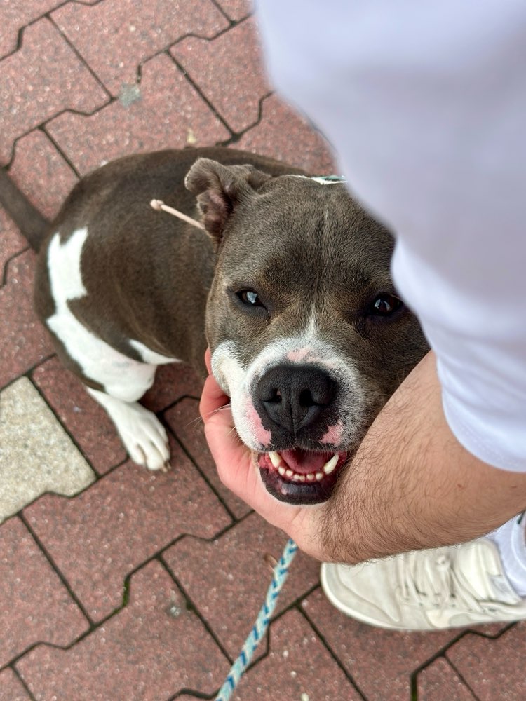 Hundetreffen-Spaziergang, Social Walk-Profilbild