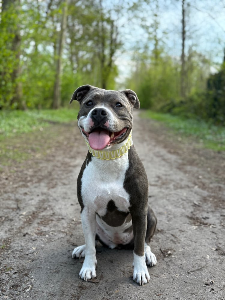 Hundetreffen-(Sozial)-Walk Treffen 🐾-Profilbild