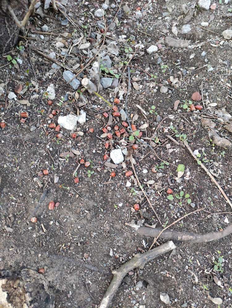 Giftköder-Wurst / eventuell Giftköder?-Profilbild