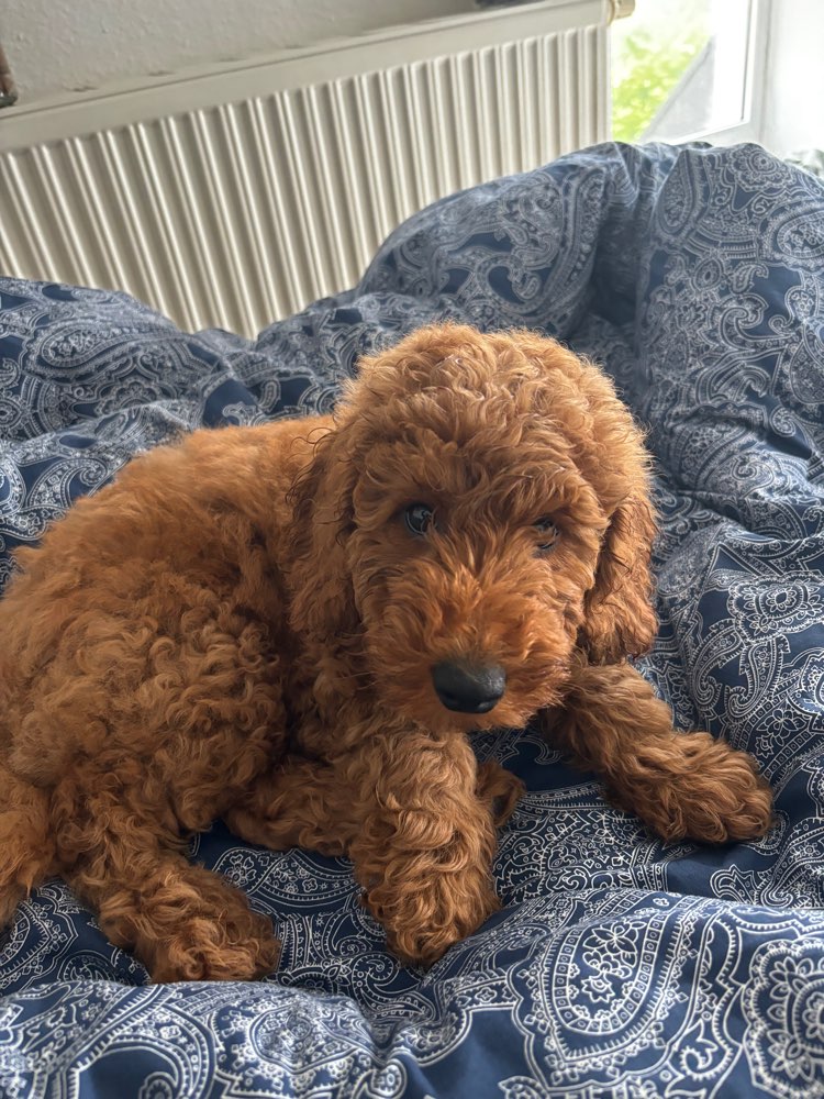 Hundetreffen-Spieltreffen🐾-Profilbild