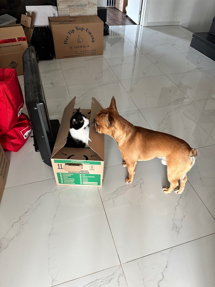 Hundetreffen-Pauli sucht Freunde zum Spielen und Gassi gehen-Profilbild