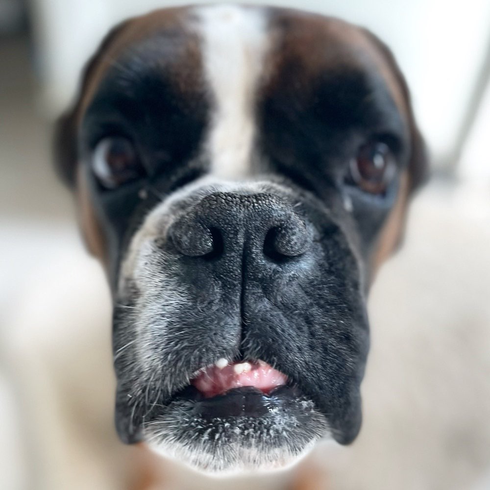 Hundetreffen-Spielpartner immer willkommen-Profilbild