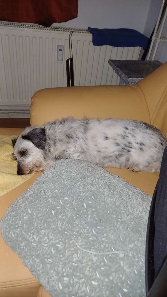 Hundetreffen-Gassi Freundschaft-Profilbild