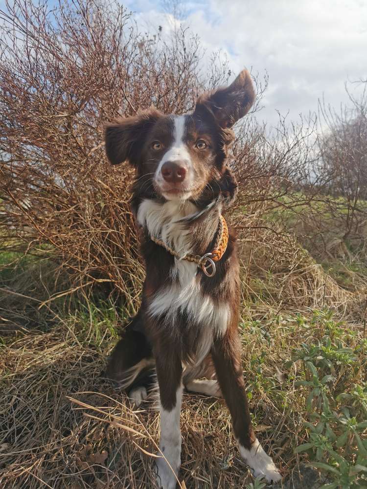 Hundetreffen-Trainingspartner gesucht-Profilbild