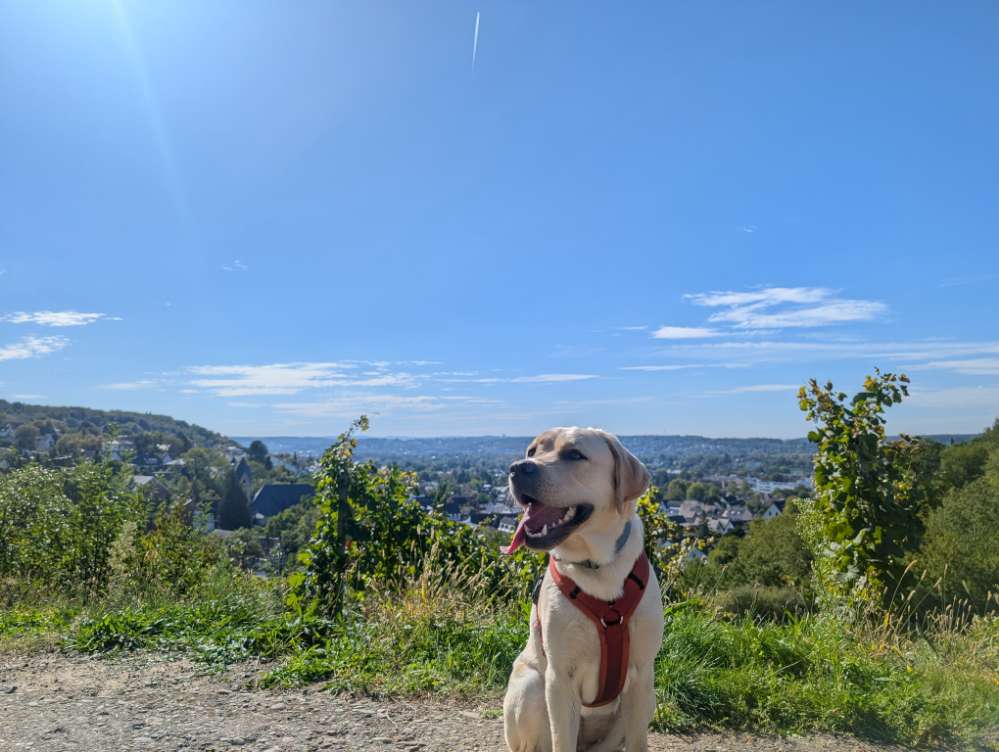 Hundetreffen-Hundefreunde für Heidi-Profilbild