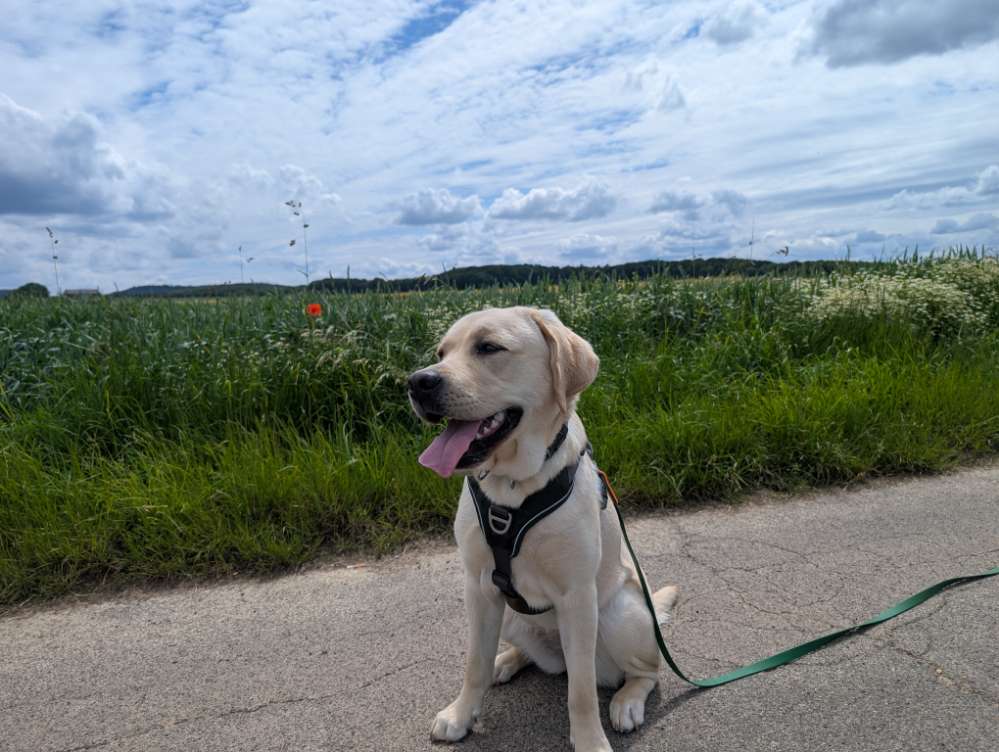 Hundetreffen-Hundefreund für gemeinsame Spaziergänge und Spielen gesucht-Profilbild