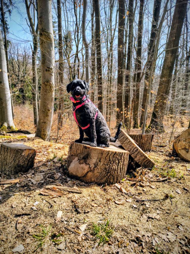 Hundetreffen-Gemeinsam Gassi oder Wandern 🐾👣-Profilbild