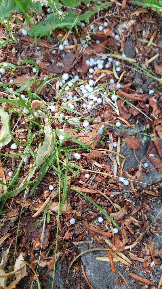 Giftköder-Weiße Kügelchen-Profilbild