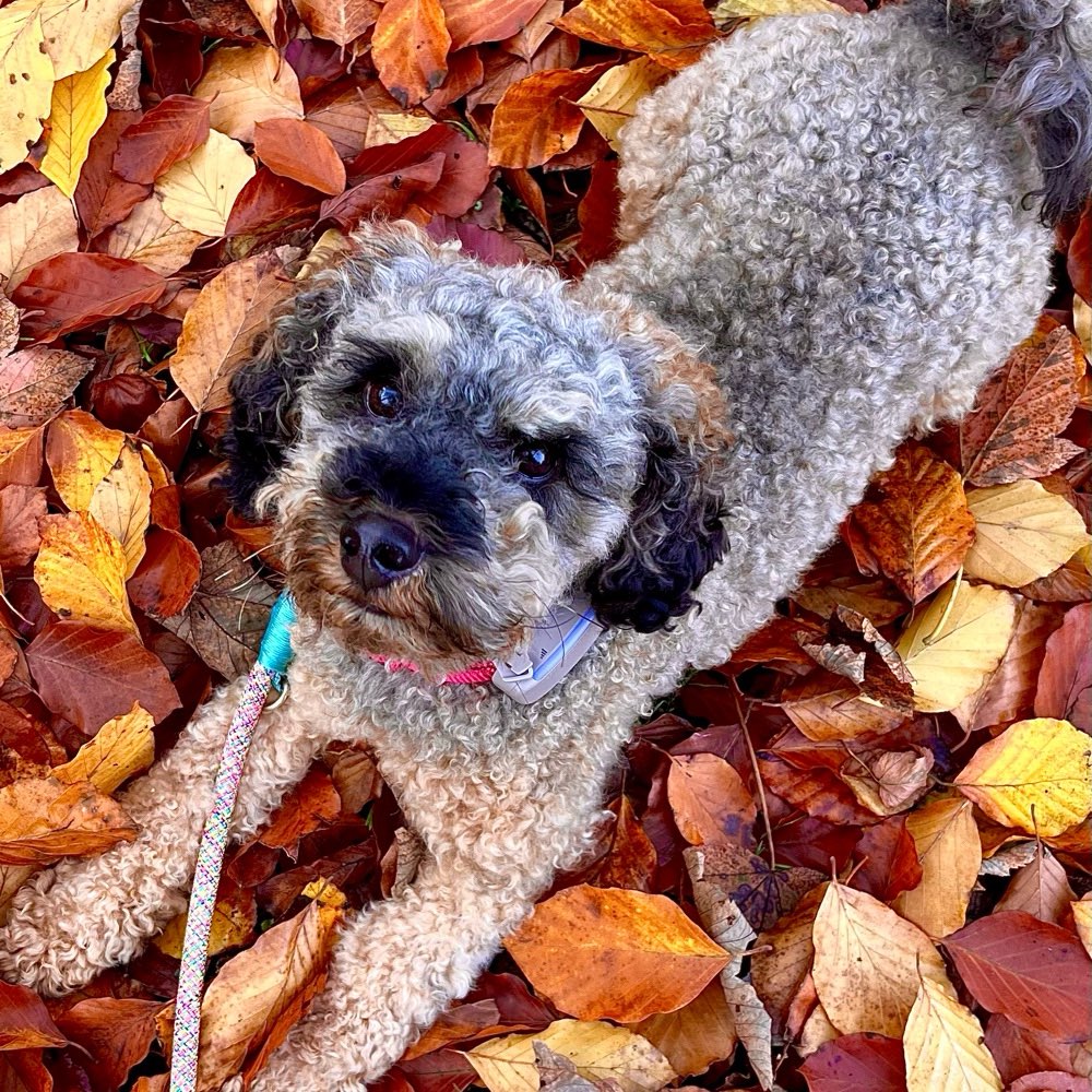 Hundetreffen-Suche nach Social Walks-Profilbild