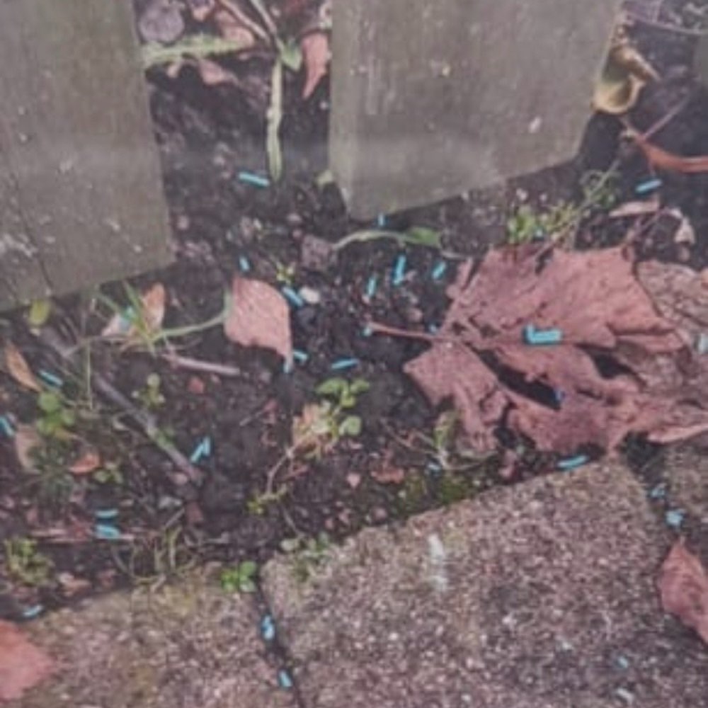 Giftköder-Blaues Korn-Profilbild