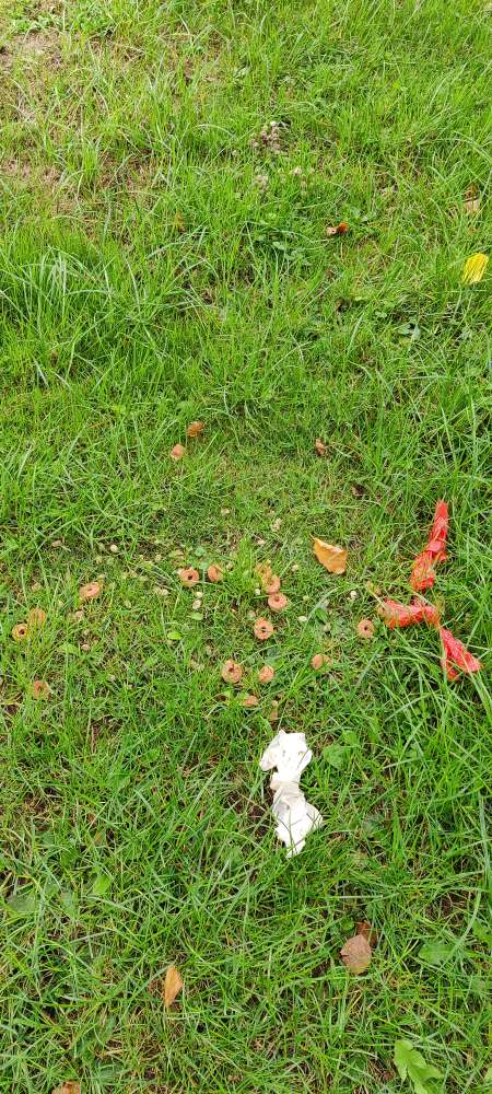 Giftköder-Trockenfutter und Leckerchen-Profilbild