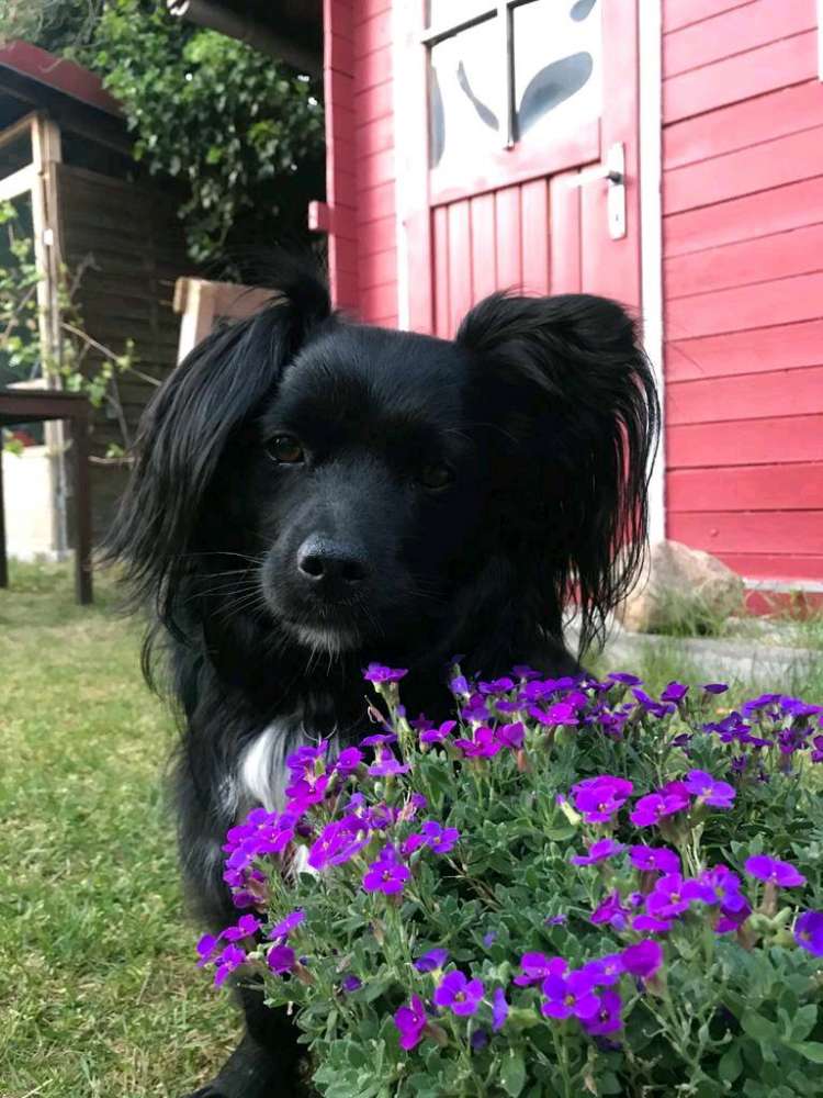 Hundetreffen-Entspannte Spaziergänge/social walks-Profilbild