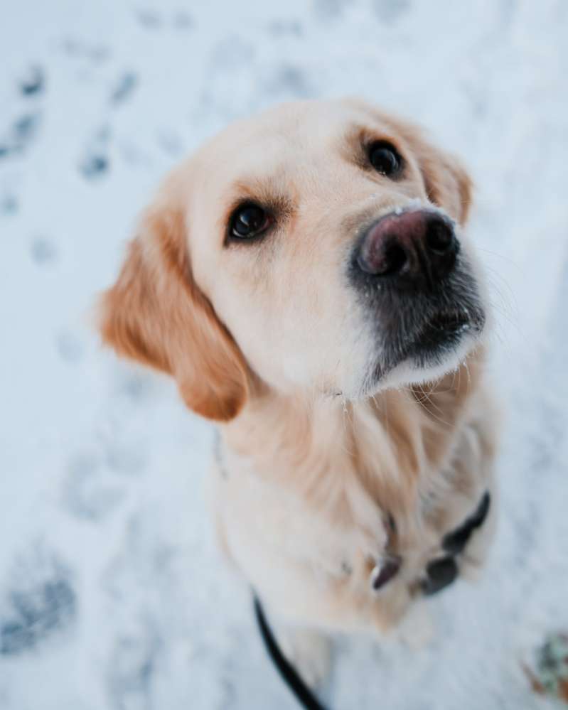 Hundetreffen-Hundekumpel für Social Walk gesucht🐶🎀-Profilbild