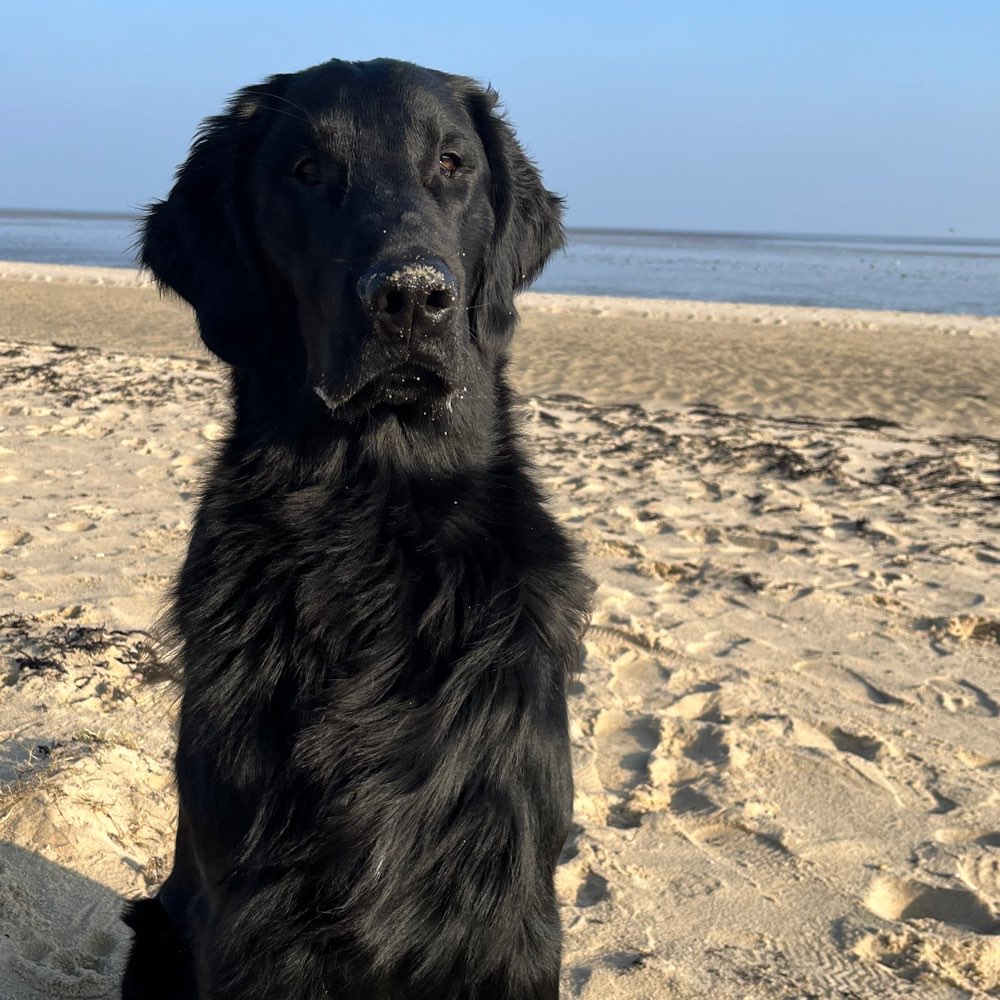 Hundetreffen-Flat Treffen-Profilbild