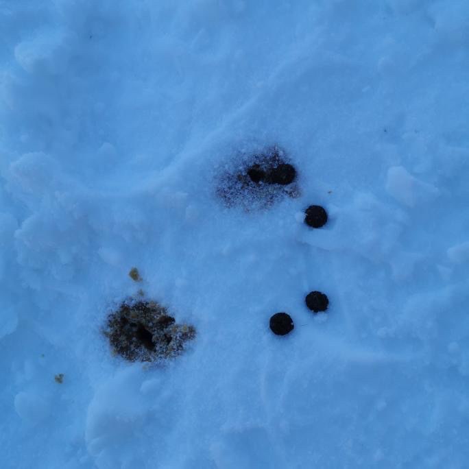 Giftköder-GIFTKÖDER-Profilbild