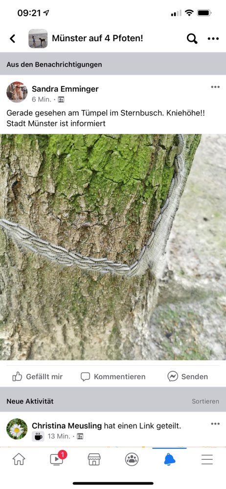 Giftköder-Eichenprozessionsspinner im Sternbusch-Profilbild