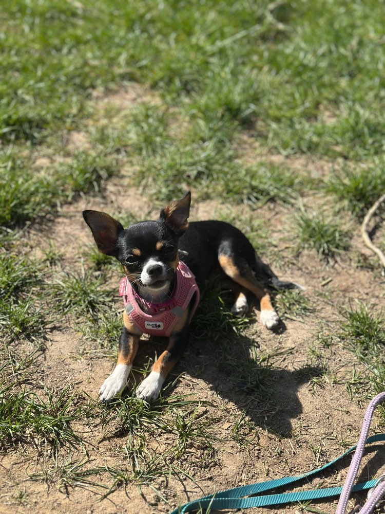 Hundetreffen-Gassie runde-Profilbild