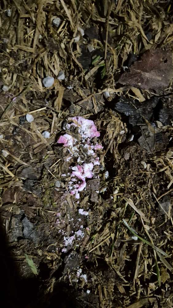 Giftköder-Verdacht auf Giftköder.-Profilbild