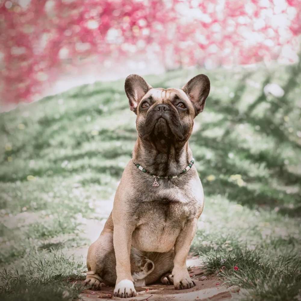 Hundetreffen-Spielrunde-Profilbild