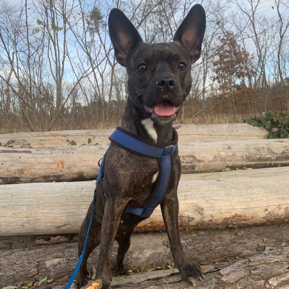 Hundetreffen-Gassi und Spielpartner gesucht !🐶-Profilbild