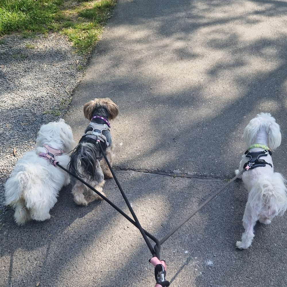 Hundetreffen-Gassirunde und spielen am Schenkenturm und Hundewiese Zellerau-Profilbild