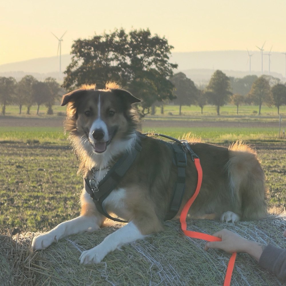 Hundetreffen-Spielkumpane gesucht-Profilbild