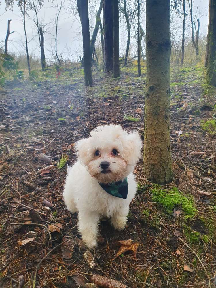 Hundetreffen-Welpenspaziergang/Spieltreffen-Profilbild