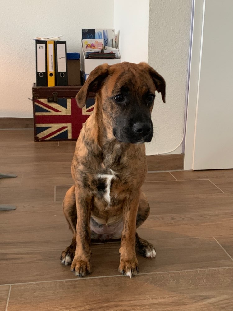 Hundetreffen-Spaziergänge in Stelle und Umgebung-Profilbild