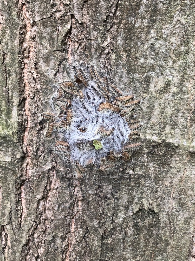 Giftköder-Eichenprozesionspinner-Profilbild