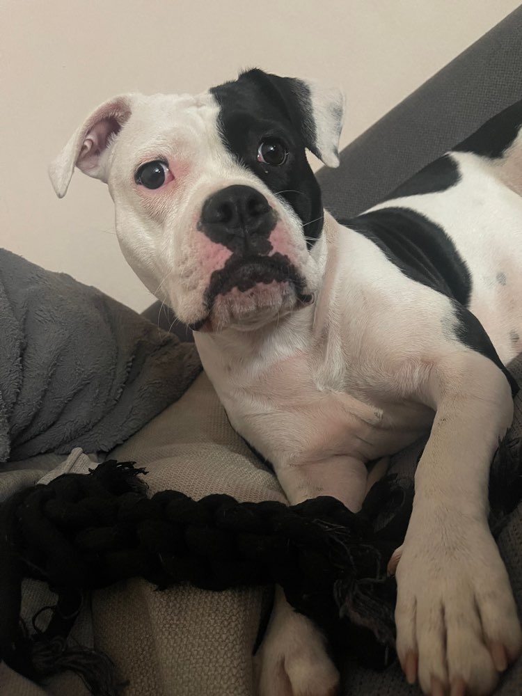 Hundetreffen-Hunde Spaziergang-Profilbild