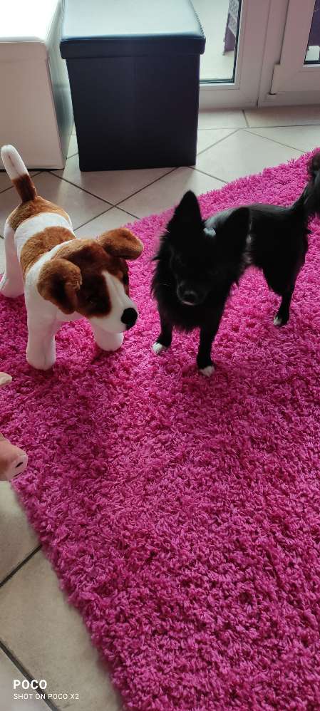 Hundetreffen-Gassi/Spielen-Profilbild