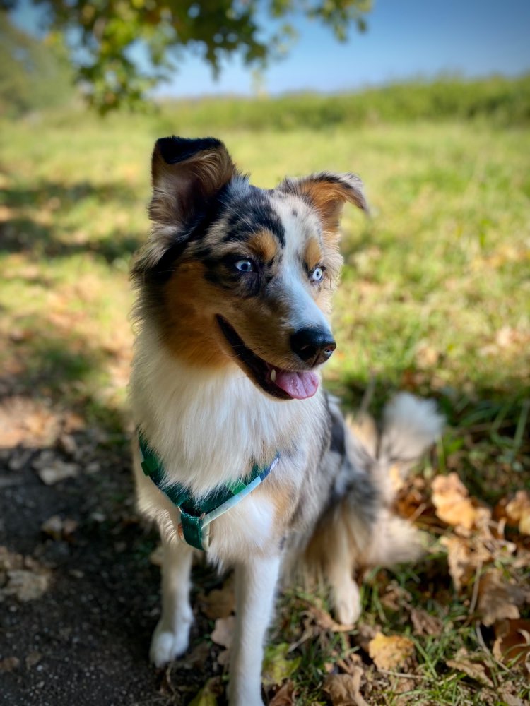 Hundetreffen-Australian Shepherd Treffen-Profilbild