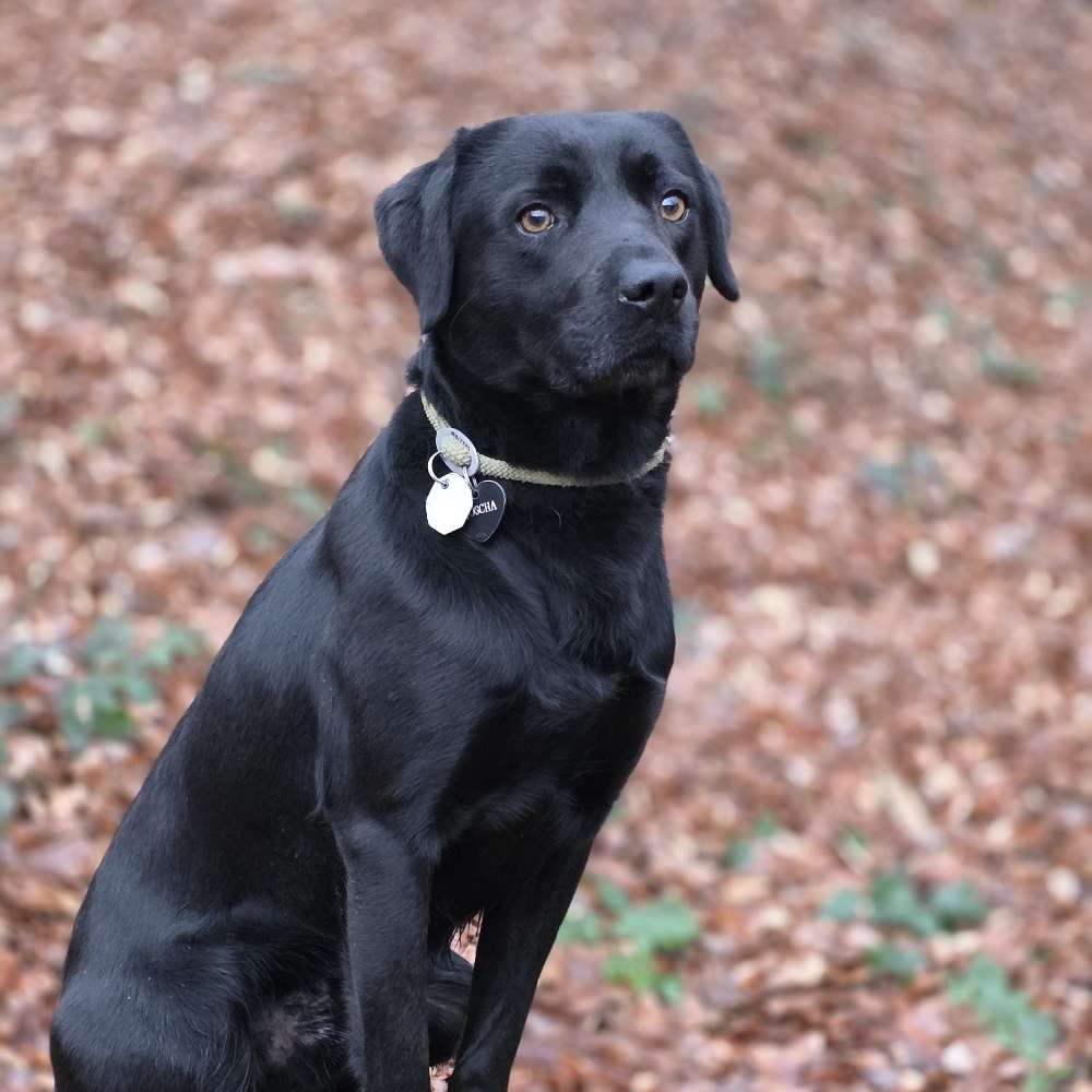 Hundetreffen-Zusammen spazieren und trainieren-Profilbild