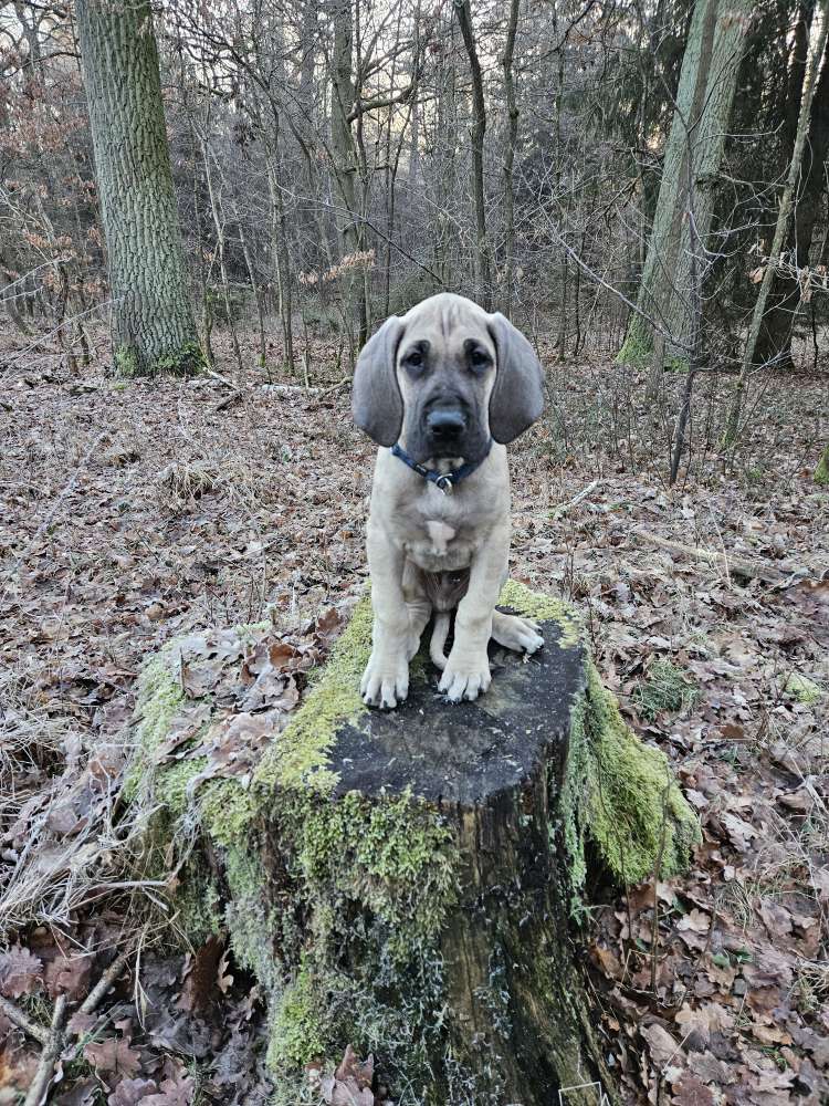 Hundetreffen-Gegenseitige Betreuung der Hunde-Profilbild