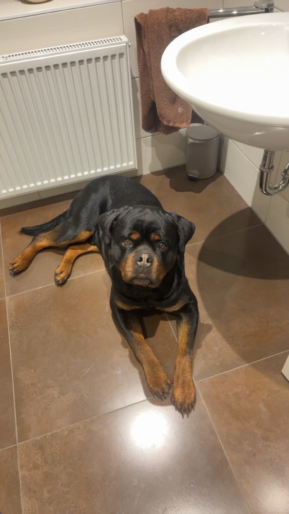 Hundetreffen-Gassi- und/oder Spielrunde-Profilbild