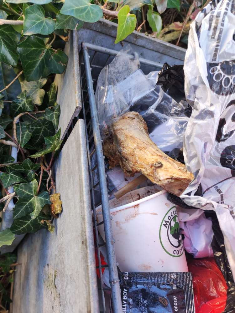 Giftköder-Riesiger Knochen - Giftköder-Profilbild