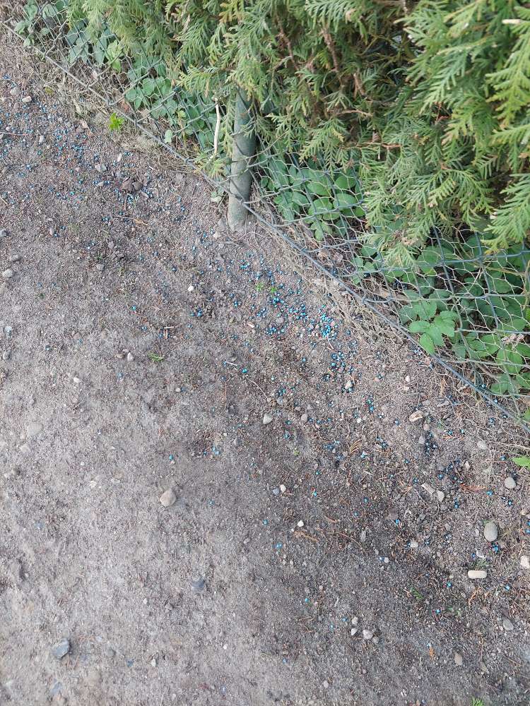 Giftköder-Blauer Dünger, vielleicht Schneckenkorn-Profilbild