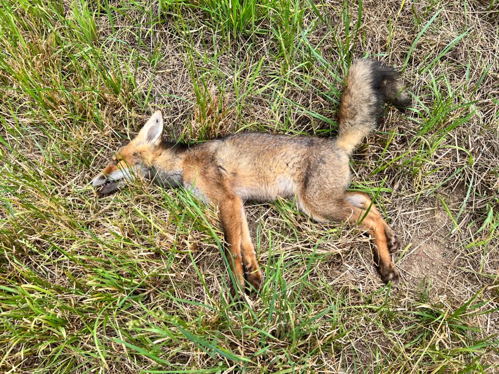 Giftköder-Toter Jungfuchs-Profilbild