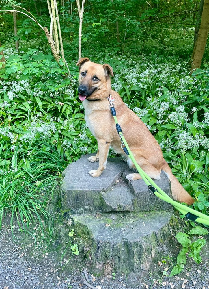 Hundetreffen-Souveräne(r) Hundefreund(in) gesucht: Begleite mich, Raya, auf spannenden Abenteuern!-Profilbild