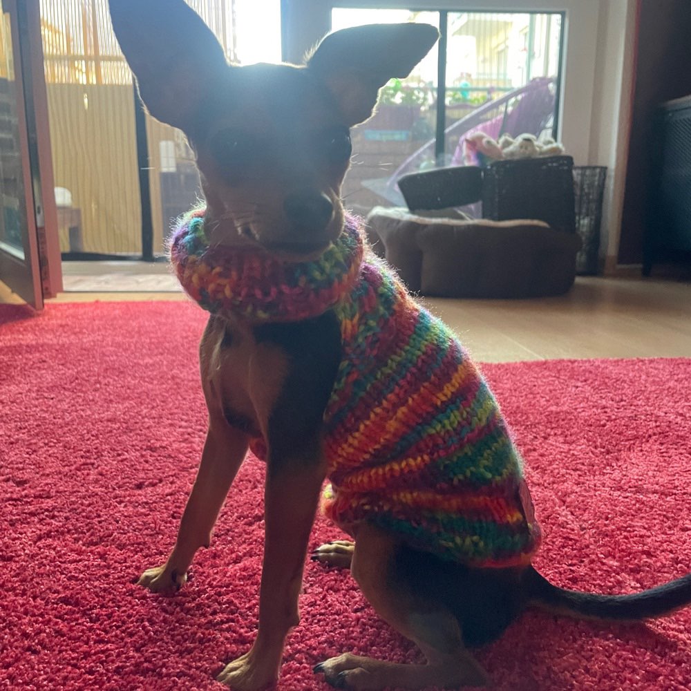 Hundetreffen-Regelmäßige Treffen-Profilbild