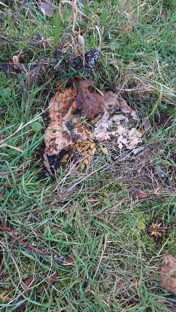 Giftköder-Giftköder-Profilbild