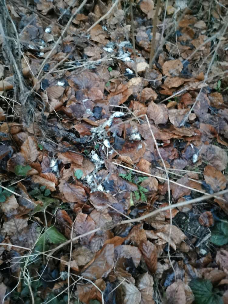 Giftköder-Fischreste-Profilbild