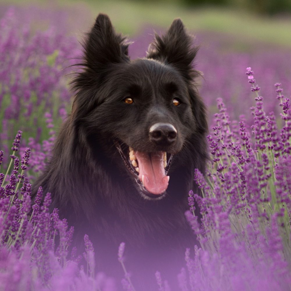 Hundetreffen-Gemeinsame Spaziergänge-Profilbild