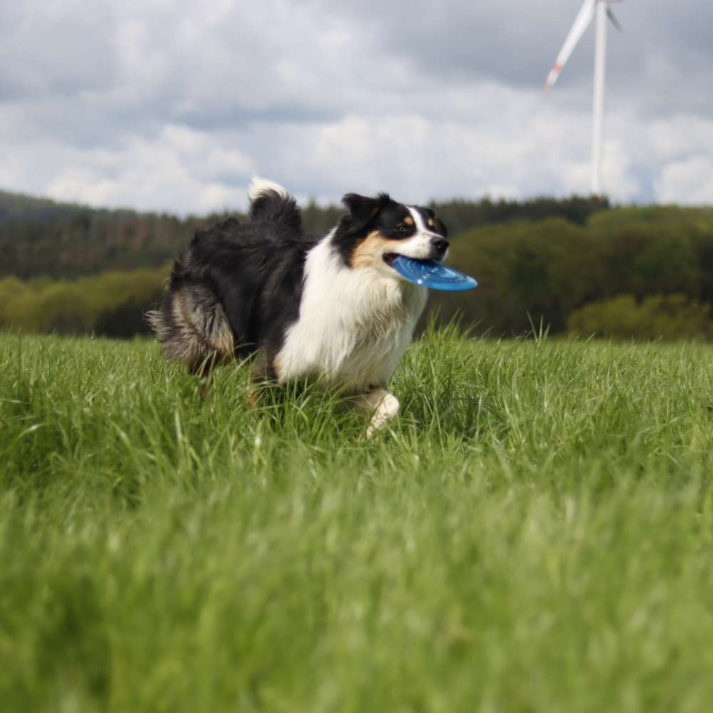 Hundetreffen-Spielereien nach Vereinbarung-Profilbild