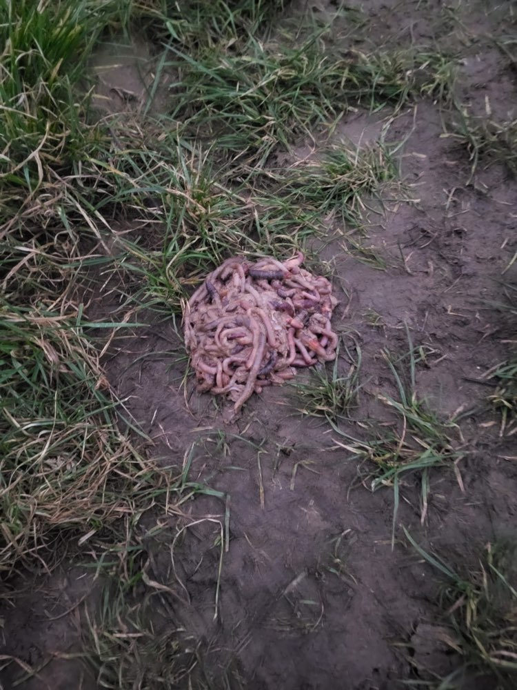 Giftköder-Möglicher Giftköder-Profilbild